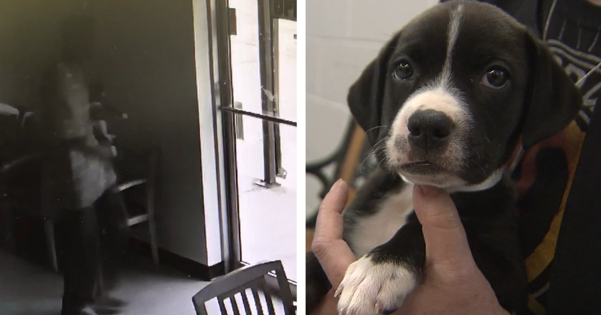 Fort Worth pet shelter worker fights off dognapper | FOX 4 Dallas-Fort ...