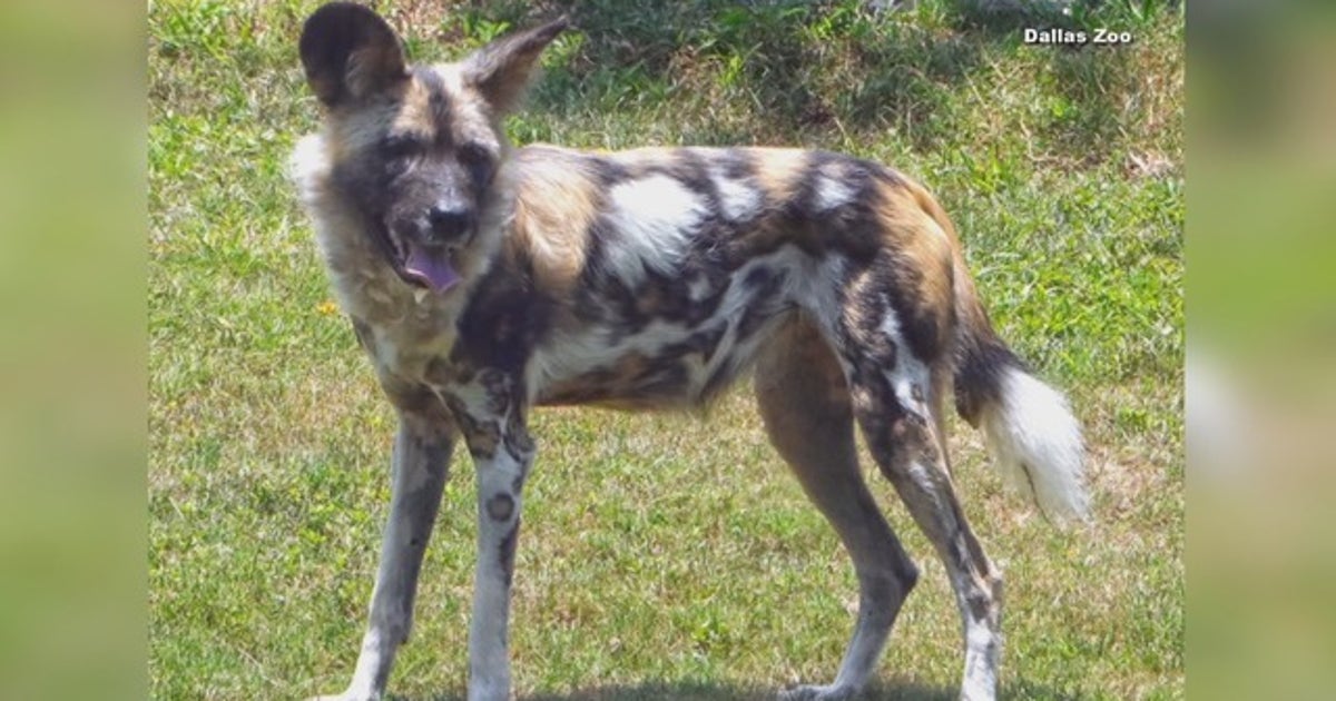 African painted dog killed by packmates at Dallas Zoo | FOX 4 Dallas ...