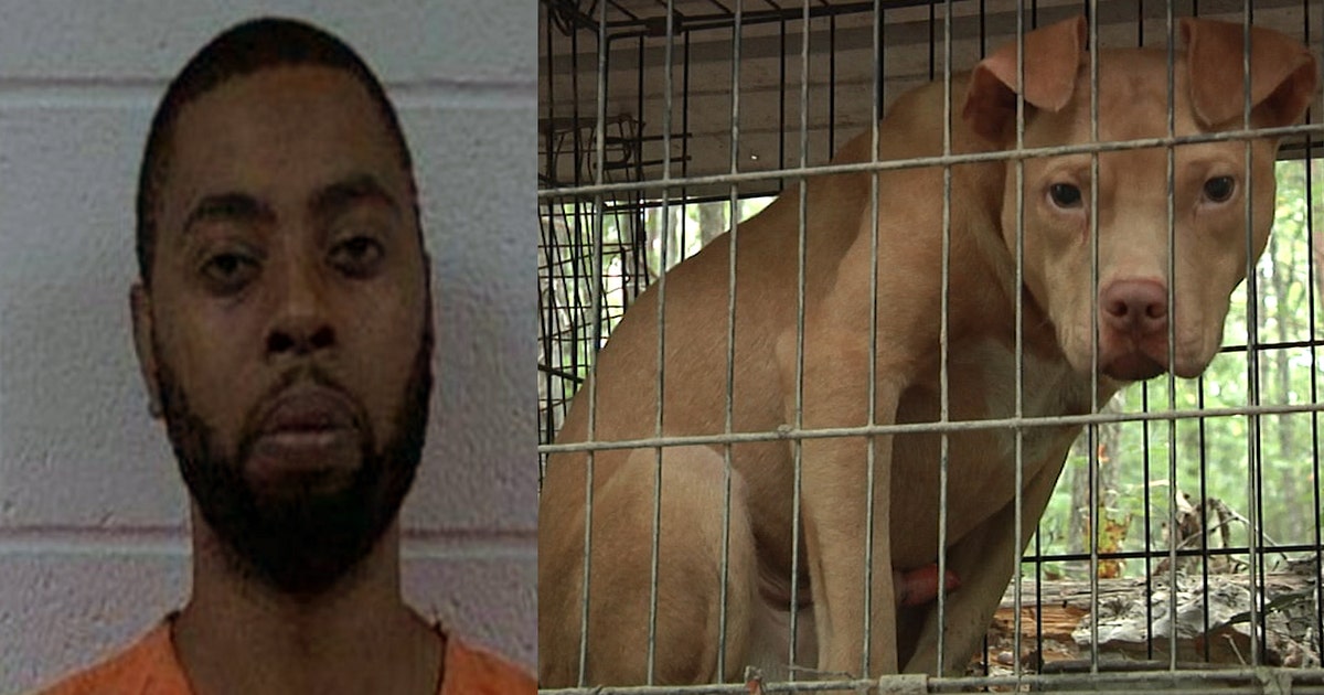 Man found guilty on 214 counts of animal cruelty | FOX 4 Dallas-Fort Worth
