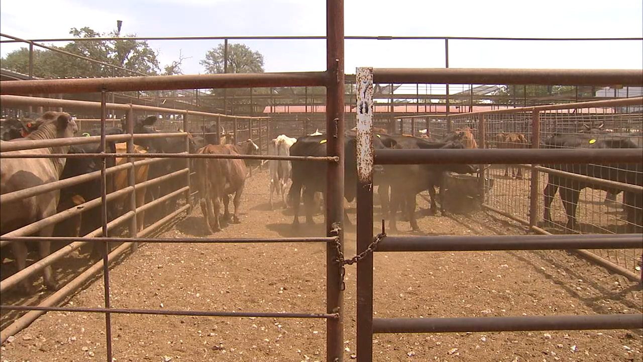 Drought forcing ranchers to sell off cattle early at a loss FOX 4
