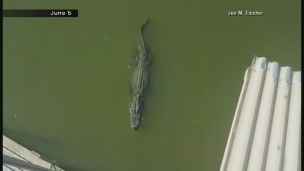 Lake Worth officials searching for blind alligator FOX 4 DallasFort