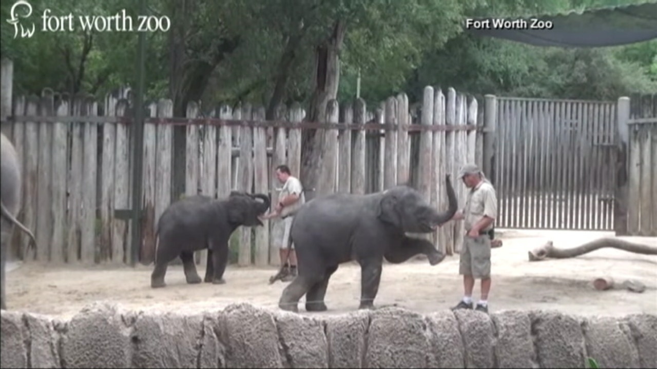 Fort Worth Zoo asks supporters for $10 million for expansion