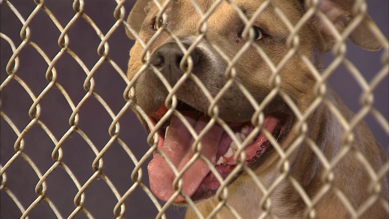 Lewisville animal shelter temporarily closed due to COVID-19