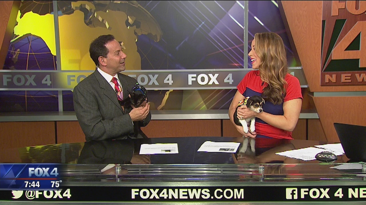 Operation Kindness: Meet Adam & Buttons | FOX 4 Dallas-Fort Worth