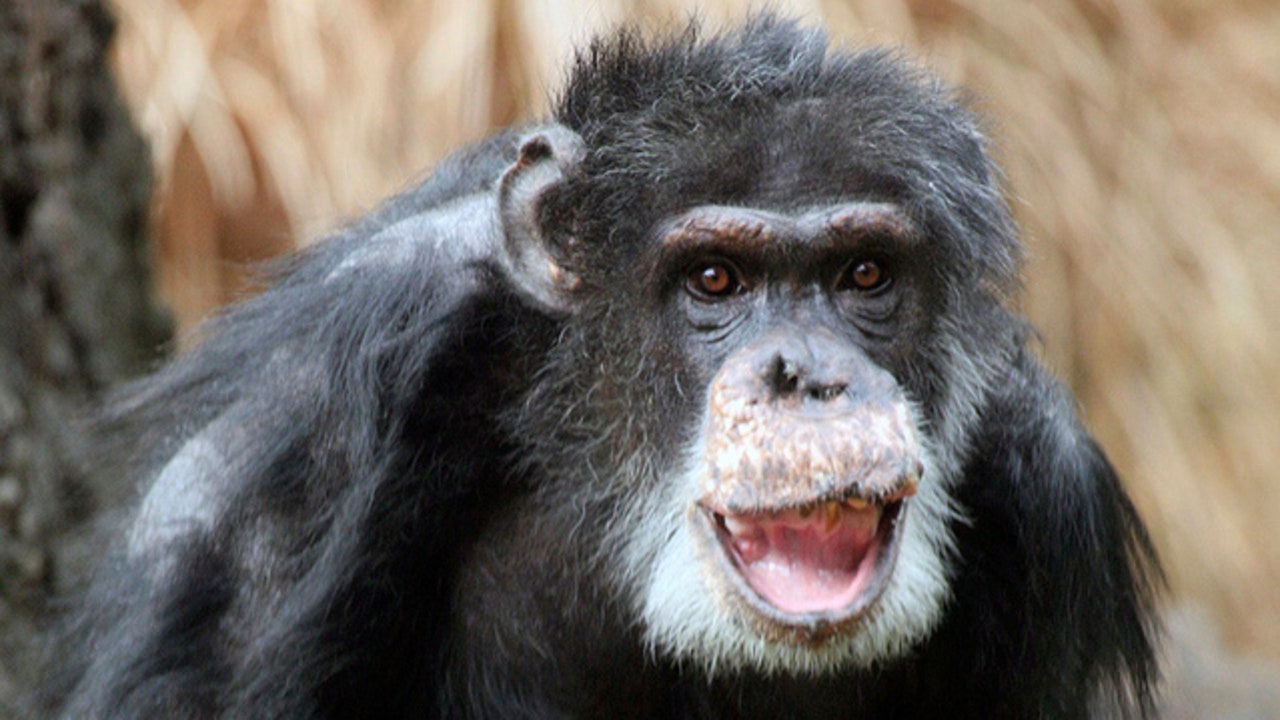 male chimpanzee