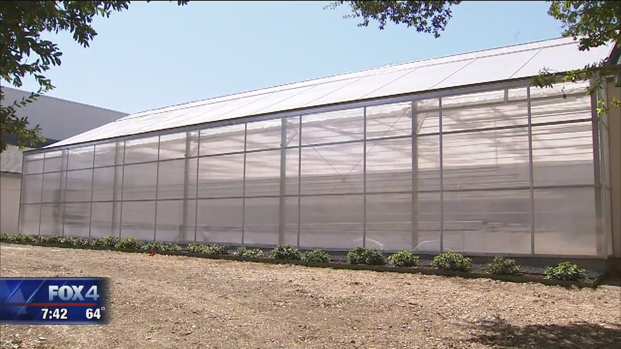 Dallas church opens SoulFood Greenhouse to feed the hungry FOX 4 DallasFort Worth