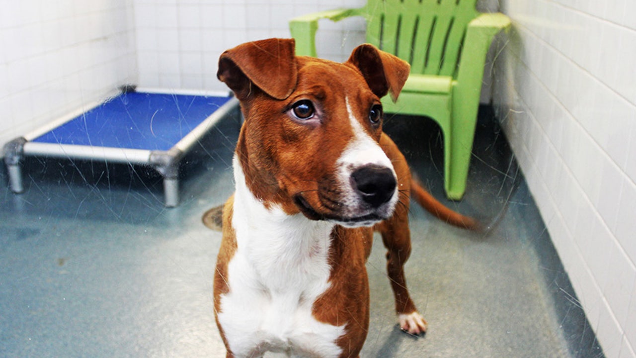 Free adoptions at Dallas Animal Services, shelter at capacity