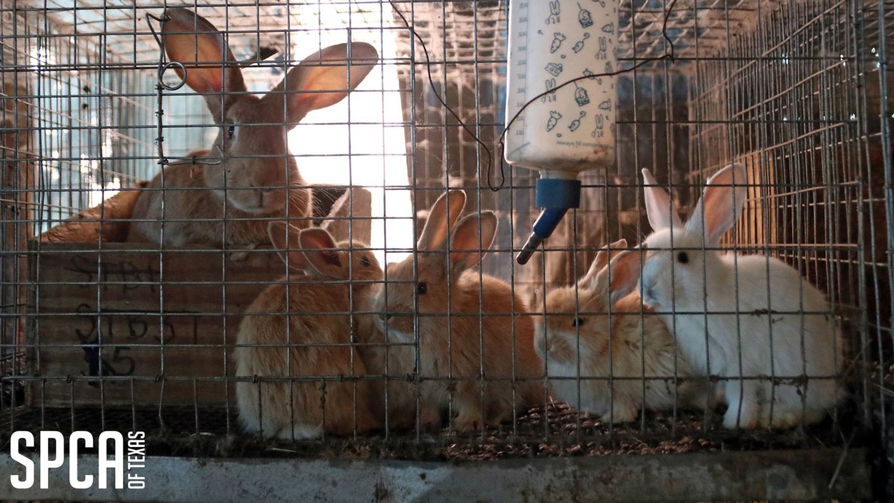 Sick and injured rabbits rescued in Kaufman County