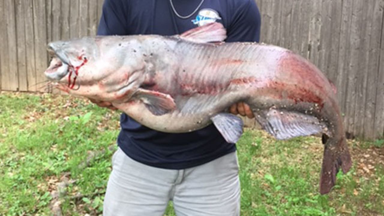 Giant catfish caught in Grapevine Lake