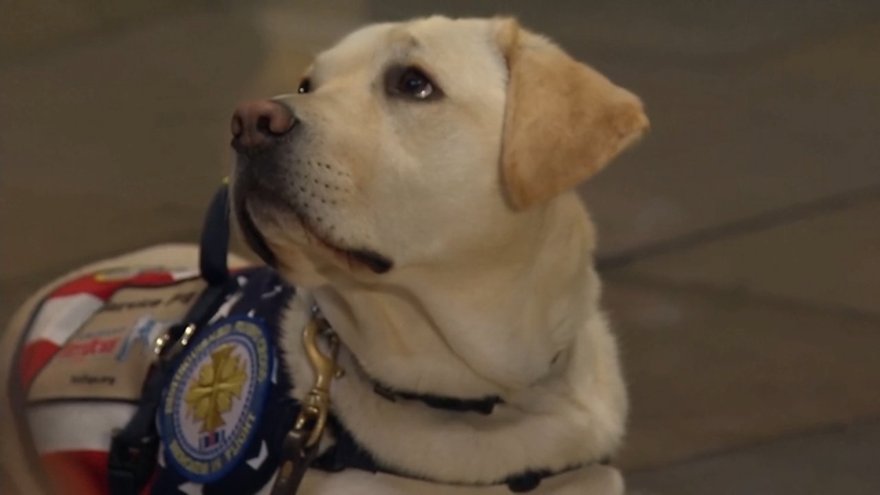 Bush service dog Sully wins Paw of Courage award(01)