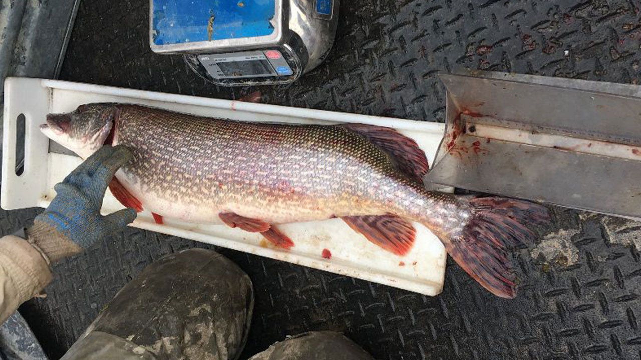 20 per fish Colorado Parks and Wildlife offering anglers cash to catch invasive species