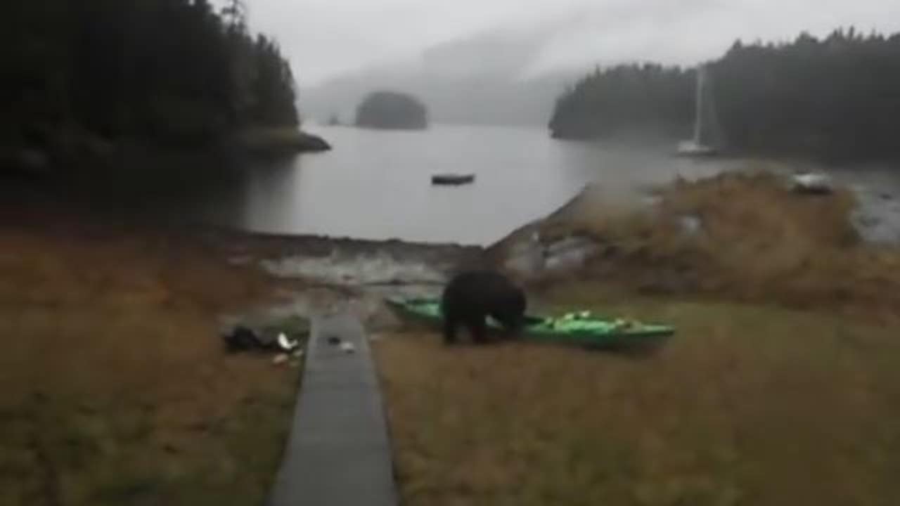 Bear destroys kayak despite woman's hysterical pleas