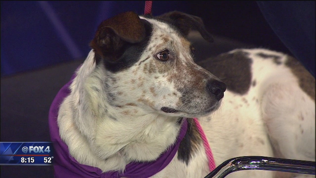 Spca strut your mutt sales