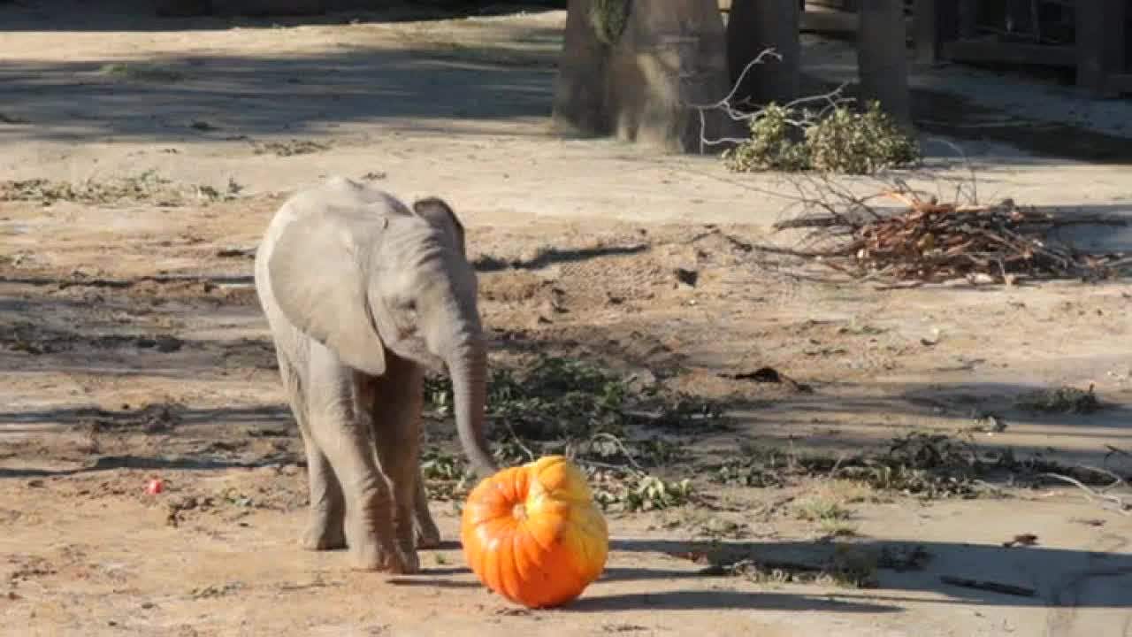 Animals at the Dallas Zoo celebrate Halloween with some special treats