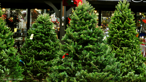 Christmas tree recycling locations in North Texas