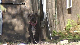 Judge: Two horses, dog seized in SPCA cruelty investigation will not be returned to owner