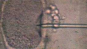 Texas Gov. Greg Abbott reacts to Alabama court's IVF ruling