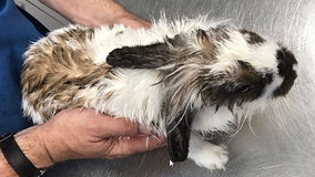 Bunny survives after being found in river with rope and anchor tied around its neck