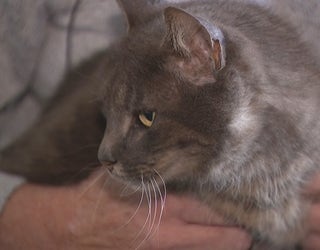 North Texas Family Finds Cat That S Been Missing For More Than 10 Years