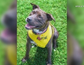 spca of texas offering 20 deal for big dogs looking for homes