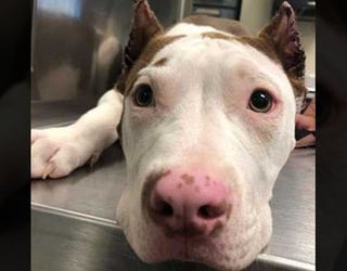texas owners facing charges after cutting off puppy ears with pruning shears
