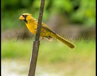 Rare '1-in-a-million' yellow cardinal spotted in Harriman, TN