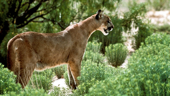 Man dies after possible mountain lion attack in Hood County