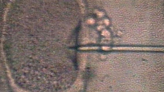 Texas Gov. Greg Abbott reacts to Alabama court's IVF ruling