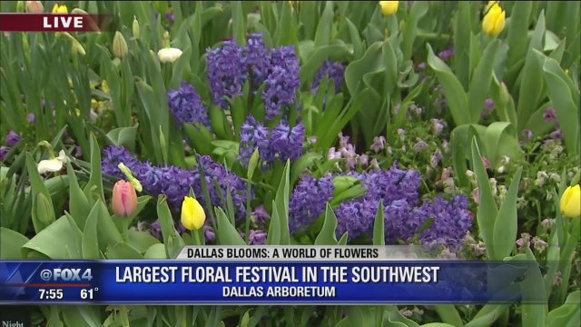 Blooms flower festival happening now at Dallas Arboretum