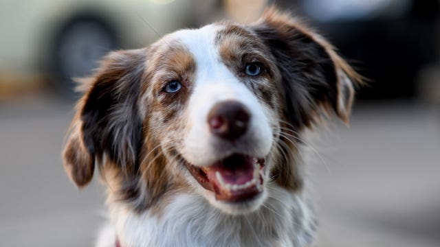 Dogs can die within 10 minutes of being locked inside a hot car