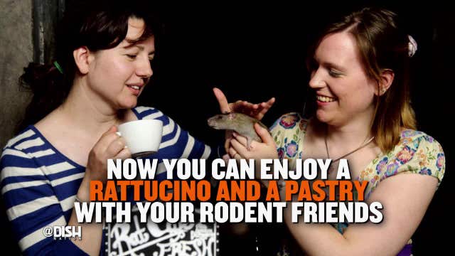 There is a rat cafe coming to San Francisco