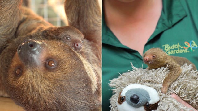 Busch Gardens Tampa Bay welcomes 2 baby sloths