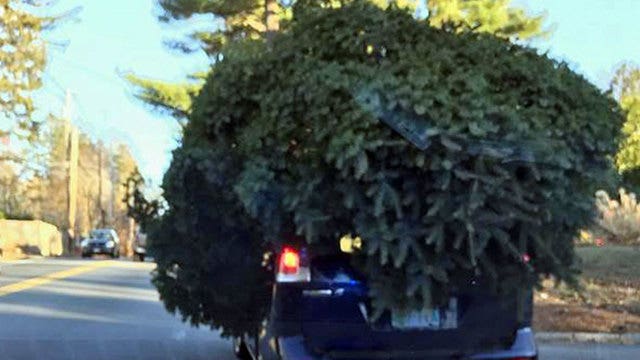Police pull over car transporting very large Christmas tree on top