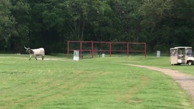 Only in Texas: Golfers come across stray cattle on the course