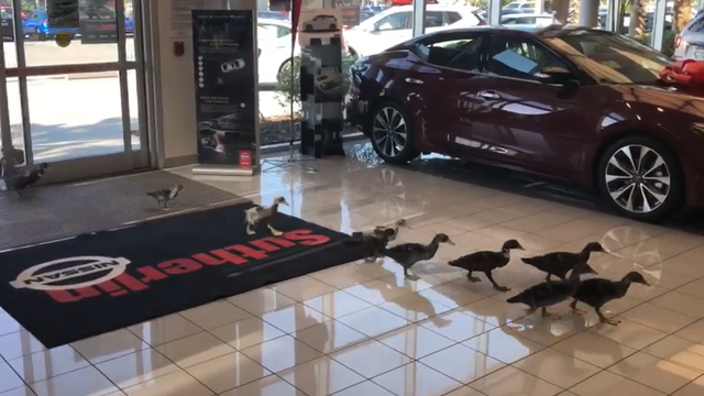 VIDEO: 15 adorable ducklings invade Orlando car dealership