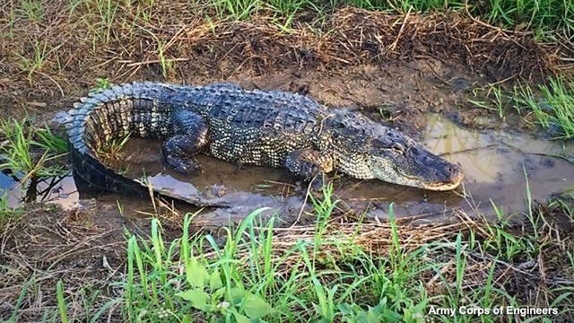 Alligator spotted in ditch near Lewisville Lake