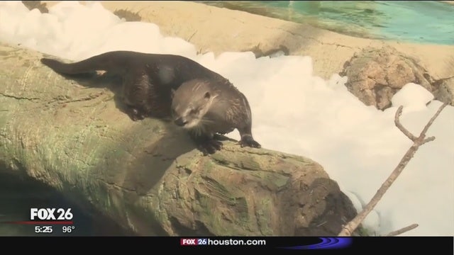 Houston Zoo provides livestreams to allow public to check in on animals
