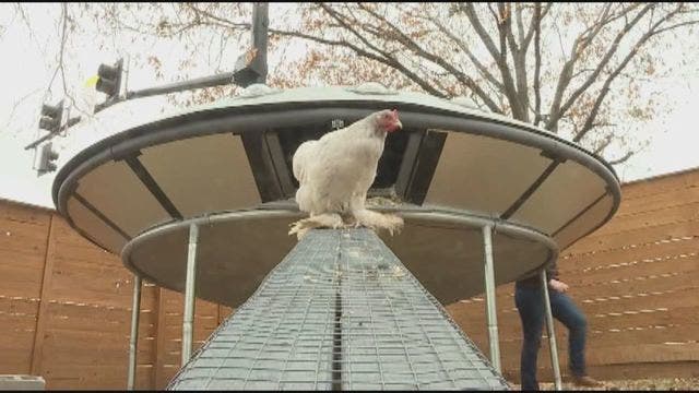 Idaho couple create chicken coop shaped as a UFO