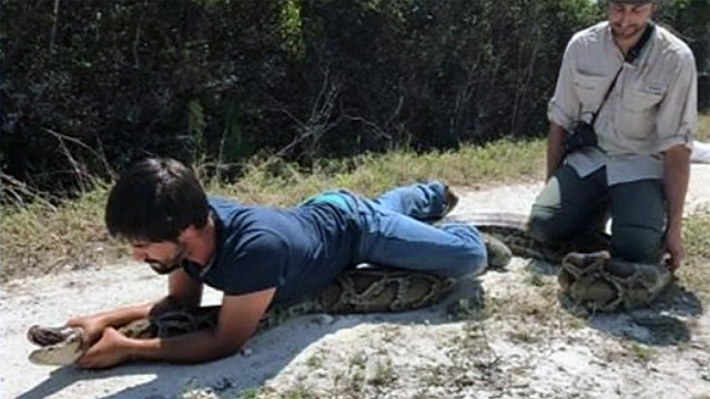 Python hunters nab 15-foot snake in Florida Everglades