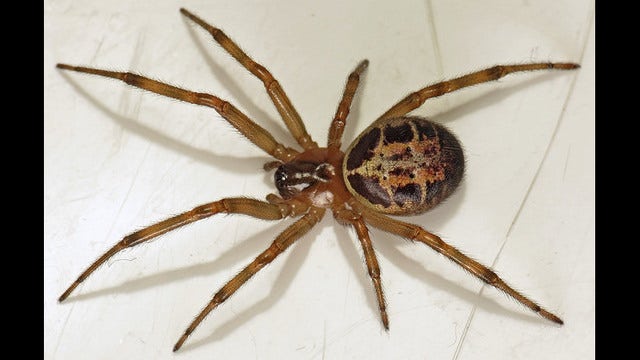 Spider bite leaves 3-year-old with 8-inch blister unable to walk