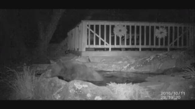 VIDEO: Bear takes a dip in koi pond behind home
