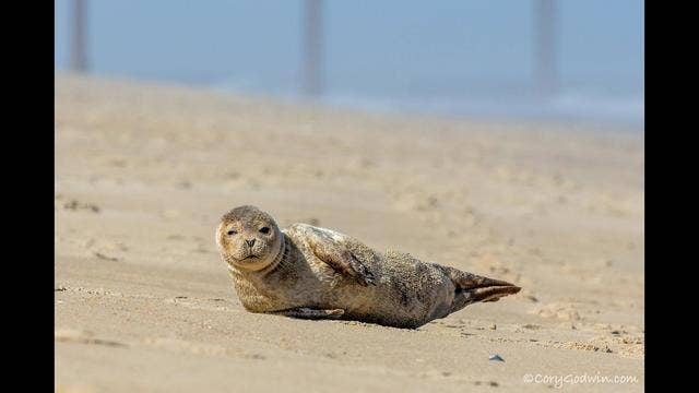 VIDEO: Seal captured sunbathing on North Carolina beach