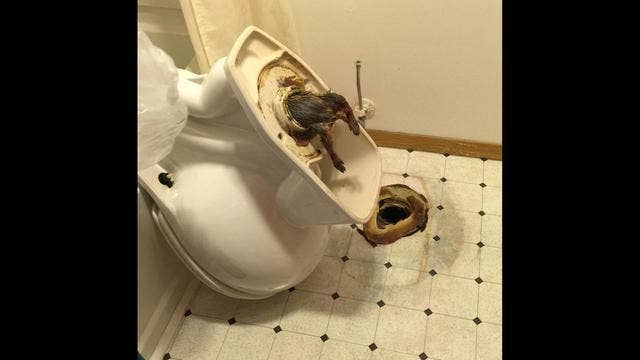PHOTO: Redditor Claims Rat Became Lodged in Pipe of Hotel Toilet