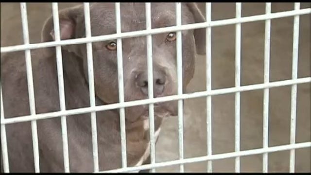 Dangerous dog flu strain spreading across several states