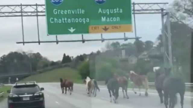 Horses get loose, block traffic on Atlanta highway