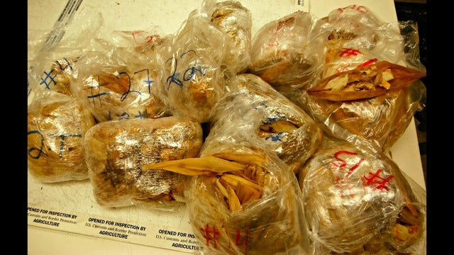 Customs officials seize 450 tamales found in luggage