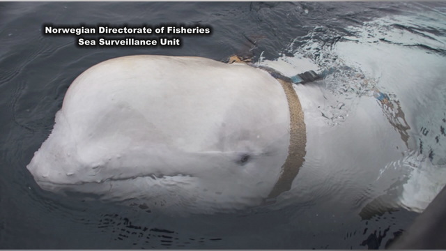 Beluga whale with Russian harness raises alarm in Norway