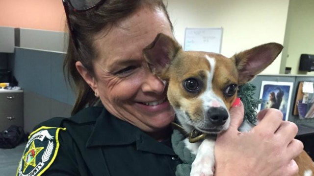 Deputy saves dog from being hit by motorists