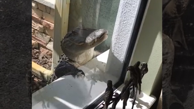 VIDEO: Pesky alligator knocks on Florida woman's door, peeks inside window