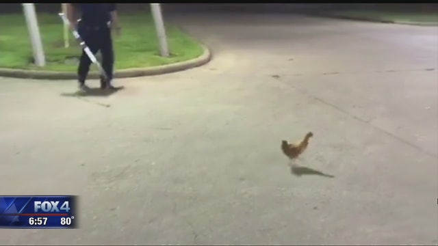 Why did the officer chase the chicken?